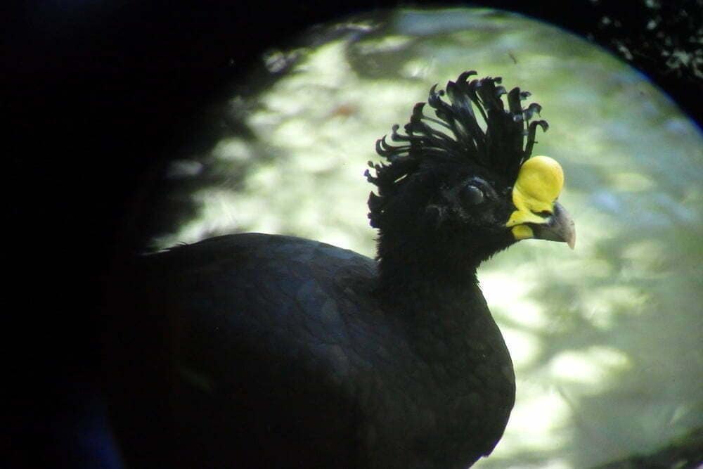 A bird in Corcovado
