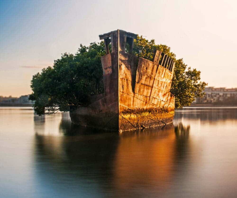 A shipwreck overgrown with shrubs