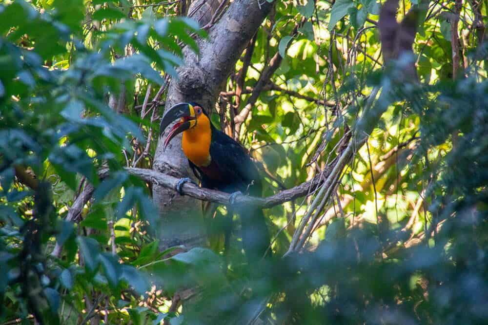A toucan in the forest