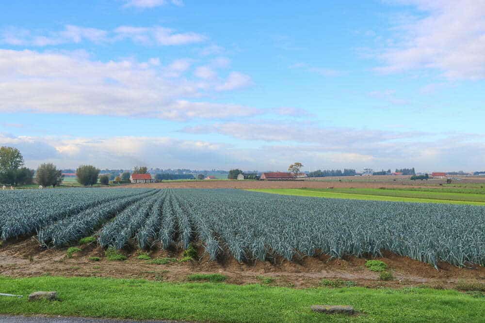 Field of green crops on farmland in rural Australia under a blue sky with clouds, idyllic agricultural landscape, Emma Jane Explores, Australian countryside, sustainable farming, nature exploration, rural tourism, outdoor adventures, Australian agriculture, countryside photography.