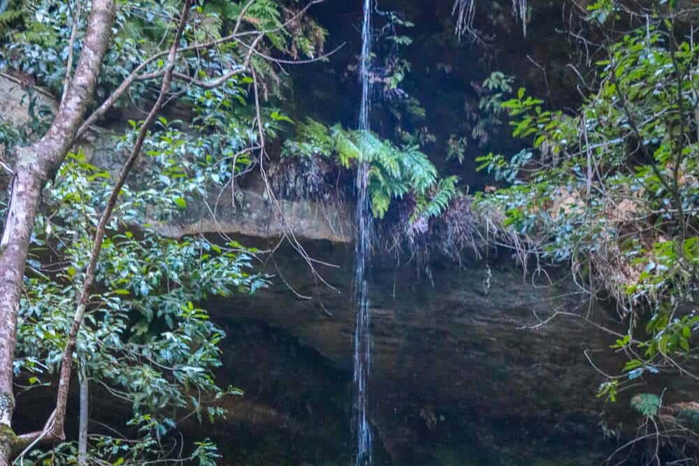 A small stream of water in the bushy undergrowth