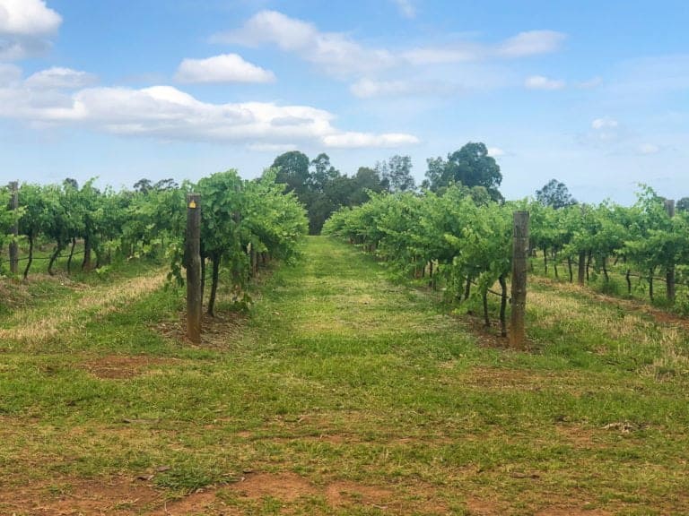 Vineyard rows on a sunny day with lush green grapevines, blue skies, and scattered clouds, showcasing a peaceful winery landscape for wine connoisseurs and travel enthusiasts.