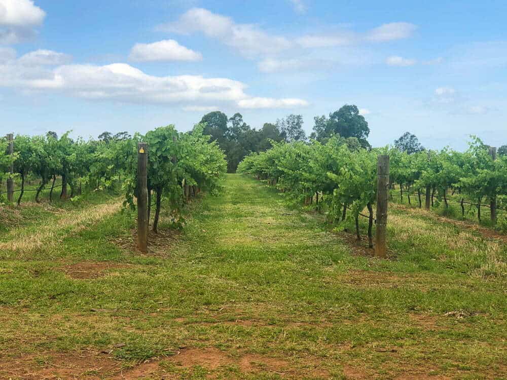 Vineyard rows on a sunny day with lush green grapevines, blue skies, and scattered clouds, showcasing a peaceful winery landscape for wine connoisseurs and travel enthusiasts.