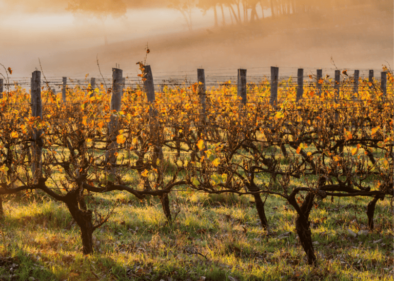 Australian Wine Regions - Emma Jane Explores