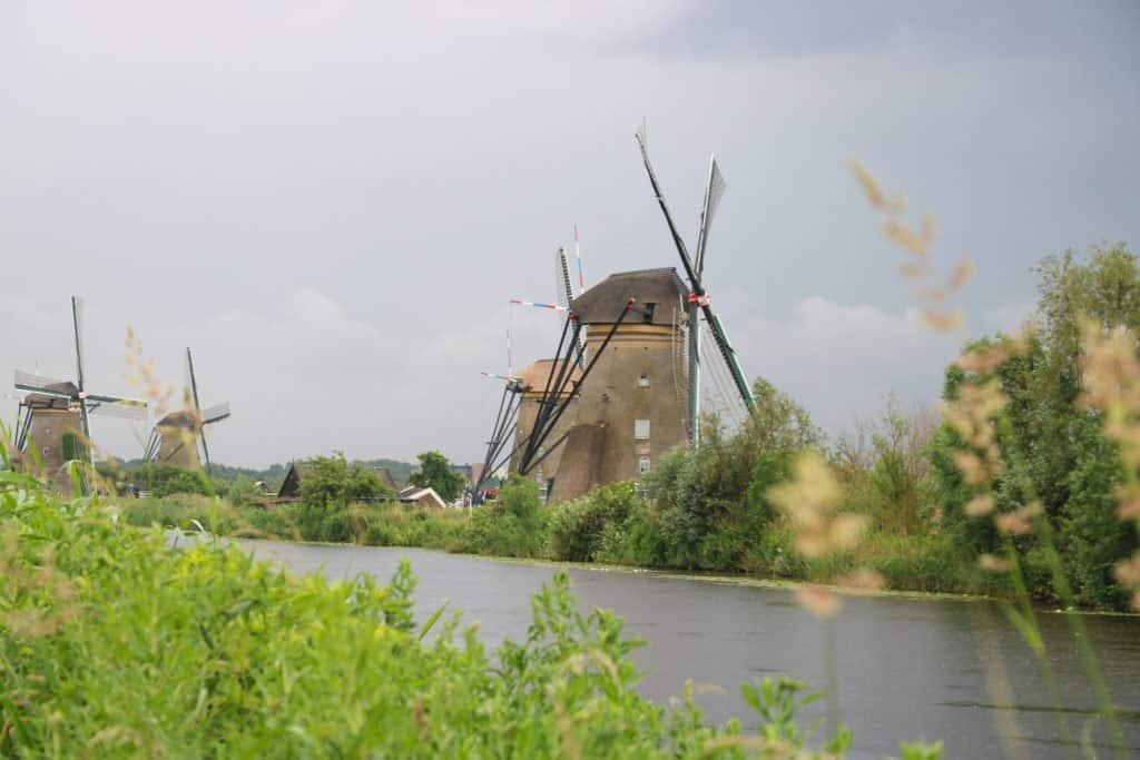Windmills in a field