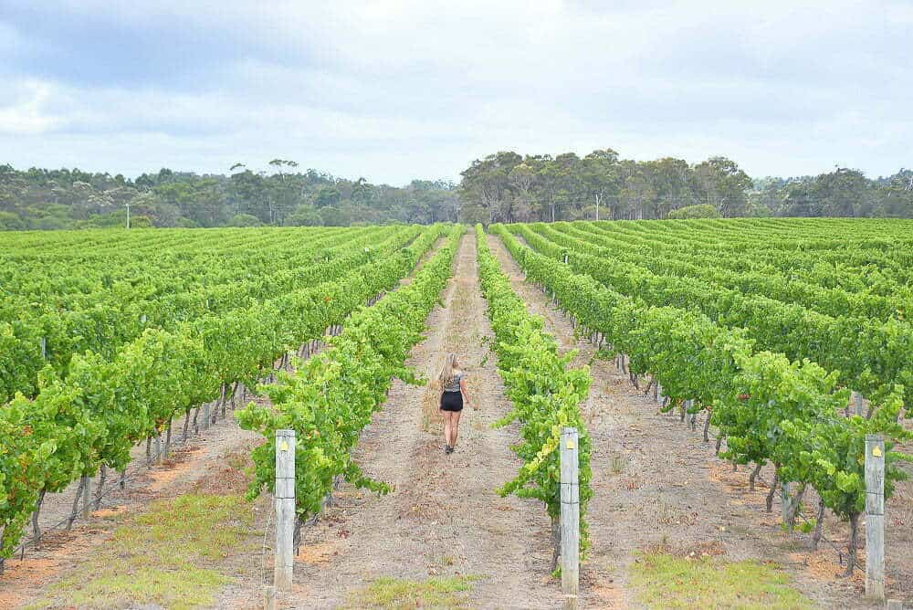 A man walks in a vineyard