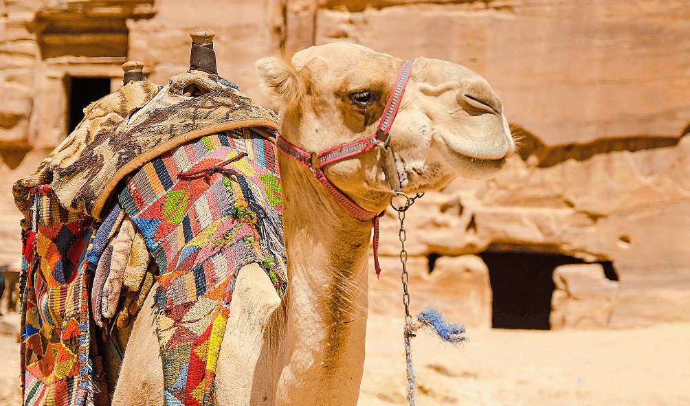 A camel
