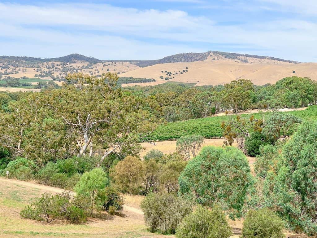 Rolling hills covered in vineyards in the Barossa Valley