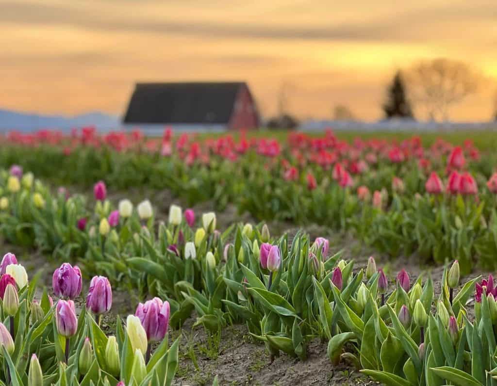Tulips in Skagit Valley