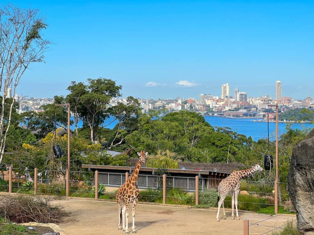 Two giraffes at Taronga Zoo with Sydney Harbour in the background - Is Taronga Zoo worth visiting - Emma Jane Explores