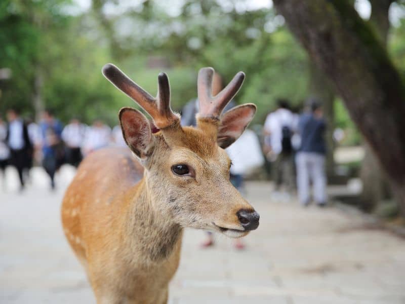 Day trips from Osaka