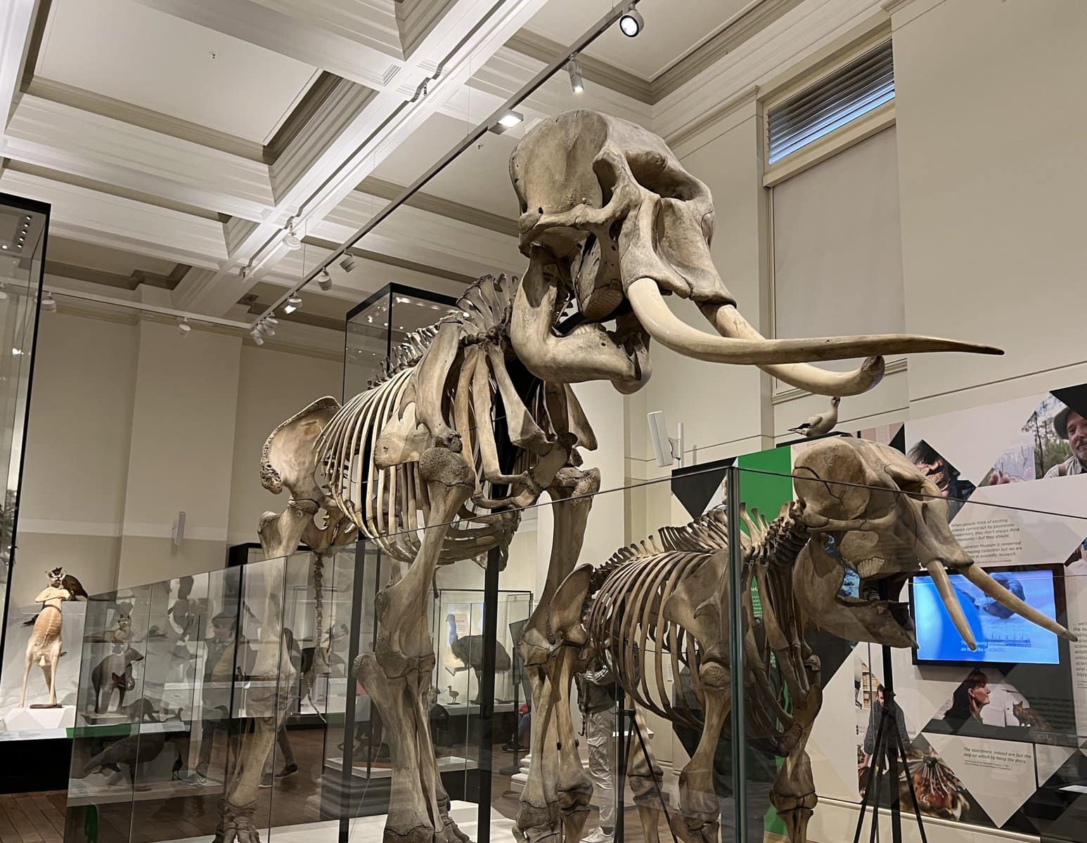 Is the Australian Museum worth visiting? Emma Jane Explores