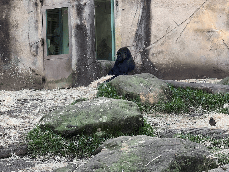 Is Taronga Zoo worth visiting - Definitely to see the gorillas