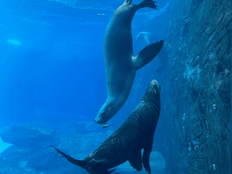 The seals make Taronga Zoo worth visiting