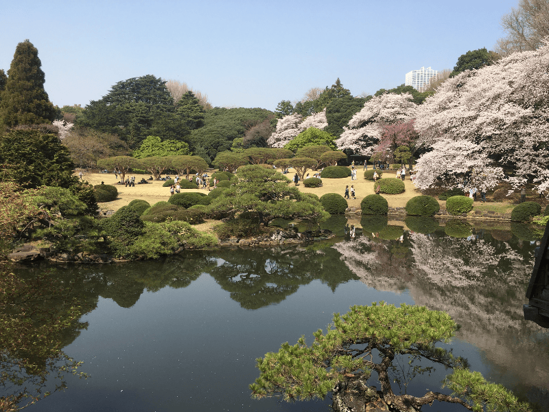 Vibrant Japanese cherry blossom trees blooming in a traditional garden with tranquil pond reflecting the scenery, perfect for exploring nature and peaceful escapes in Japan.