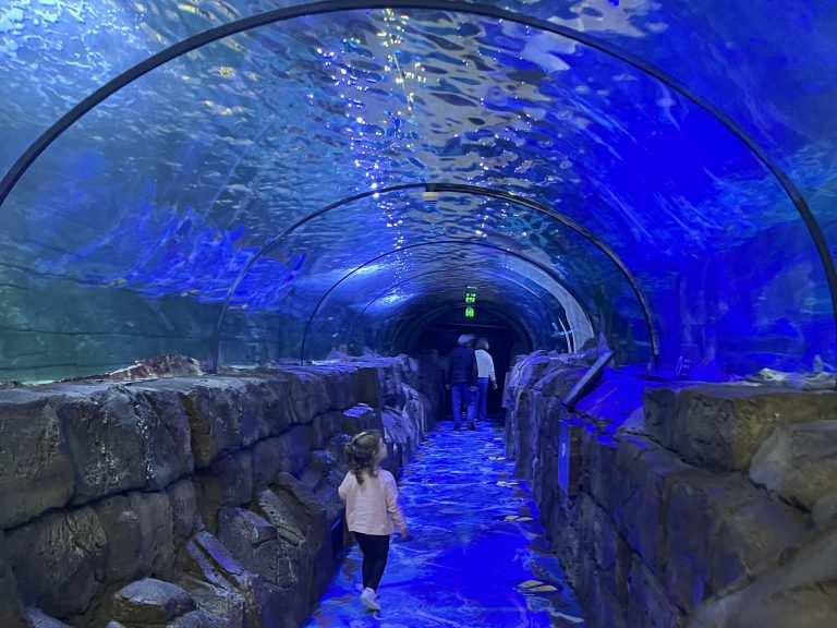 Underwater tunnel with visitors walking through a glass tunnel surrounded by marine life at SEA LIFE Sydney Aquarium.