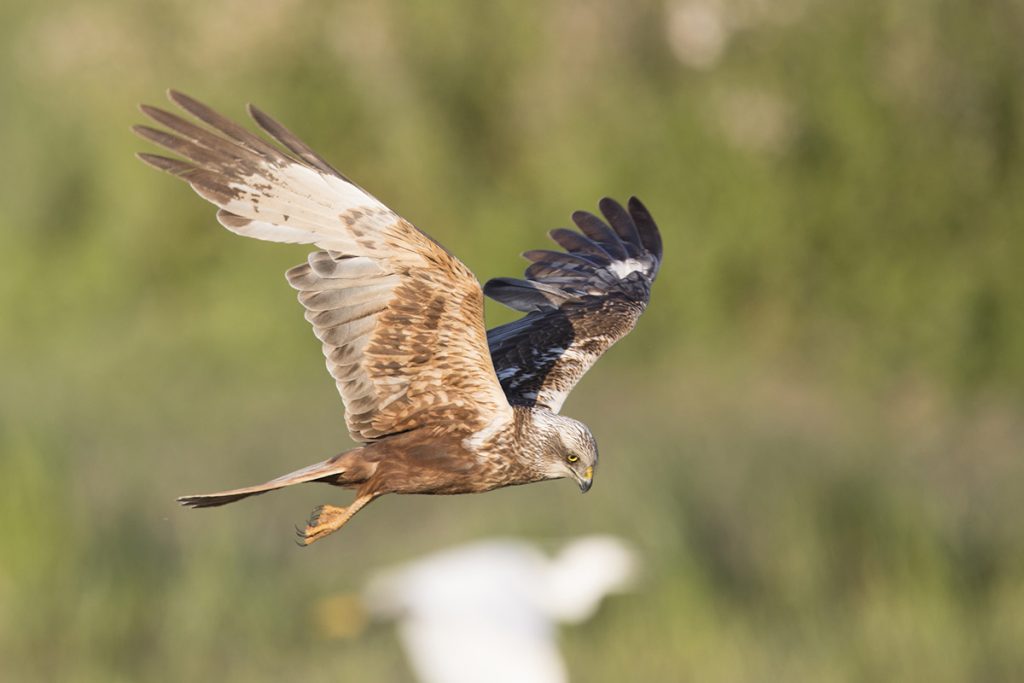 Hawk soaring with outstretched wings in a natural landscape, capturing the beauty of wildlife during a road trip around the east of England.