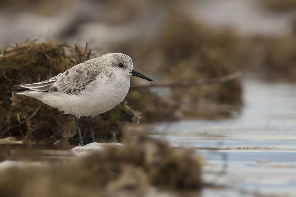 Seaside bird standing on rocks near water, showcasing coastal wildlife in the east of England. Perfect for nature and birdwatching enthusiasts exploring the UK’s scenic landscapes.