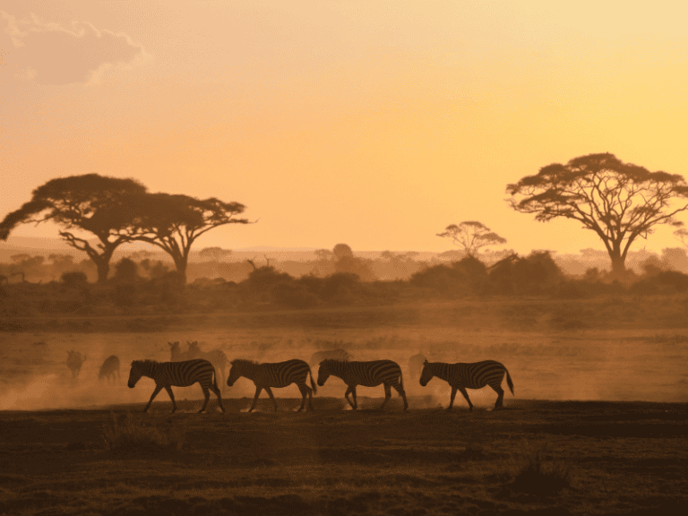 The Ultimate Guide to Luxury Safari Experiences