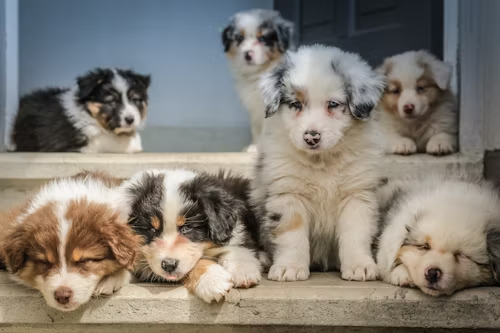 Seven fluffy Australian Shepherd puppies are lying and sitting on two steps in front of an open door. They look cuddly and sleepy.