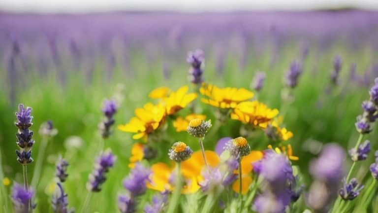 lavander foreground