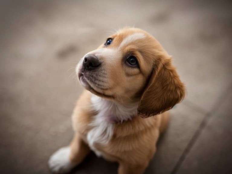 puppy looking at you