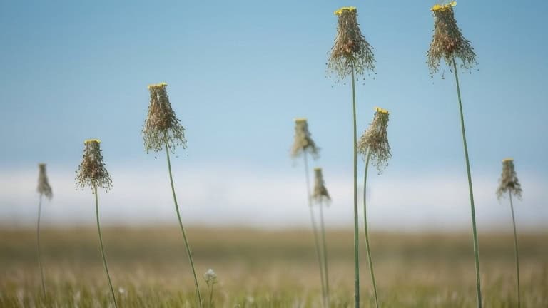 flowers in the field