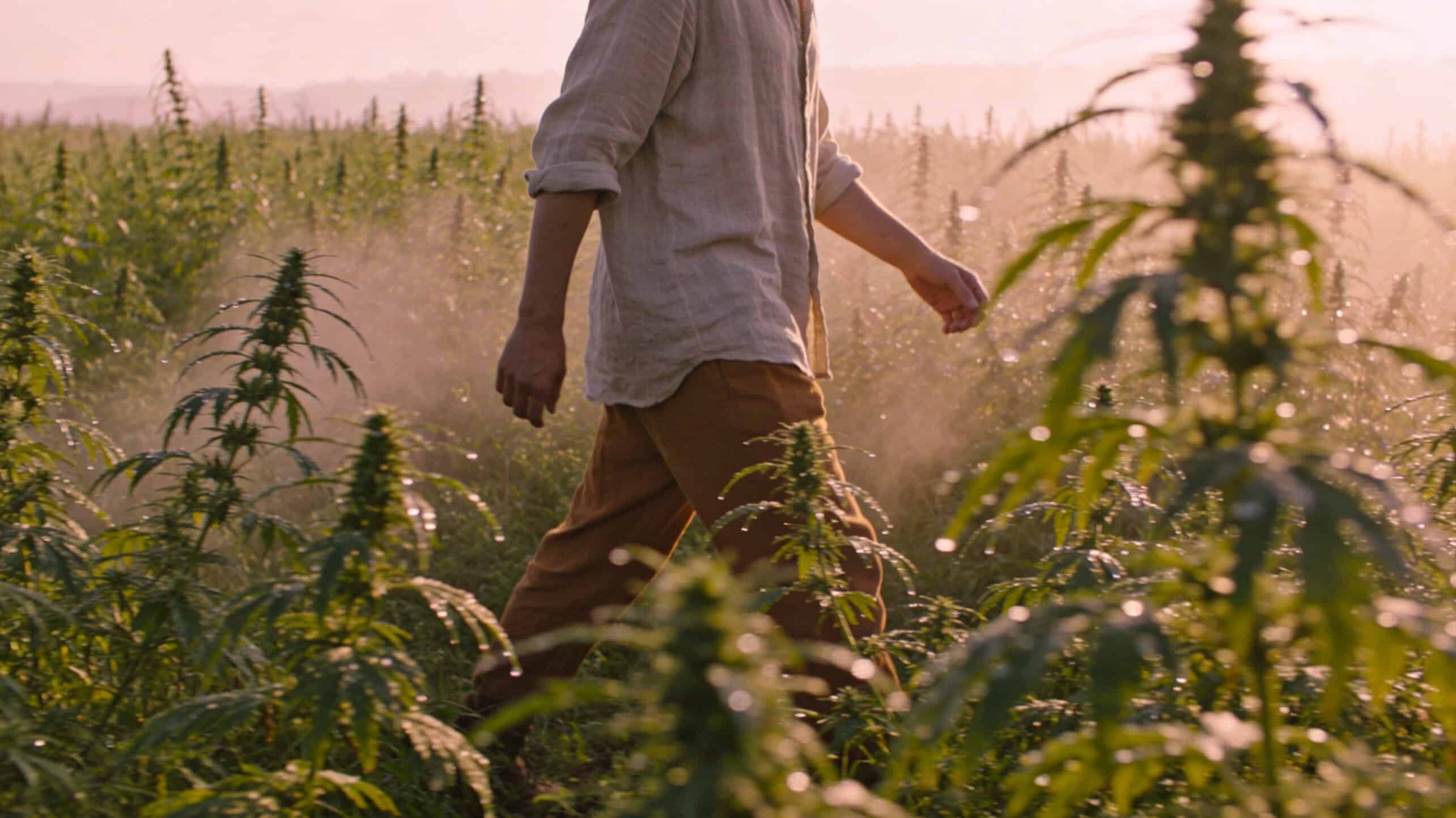 walking in the field