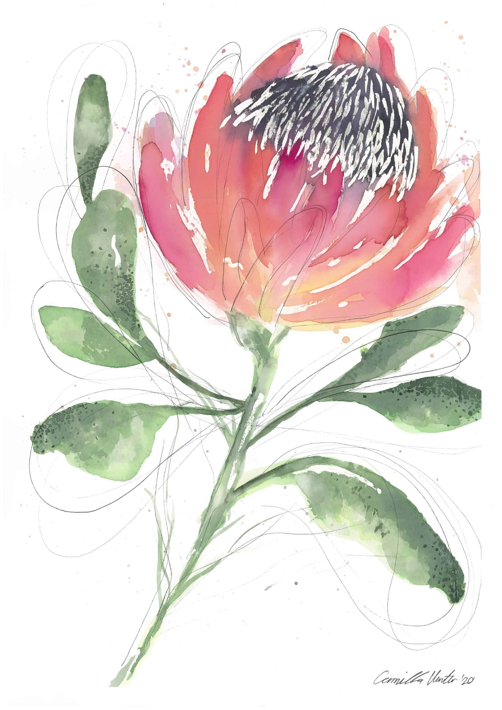 King Protea Print - Image 3