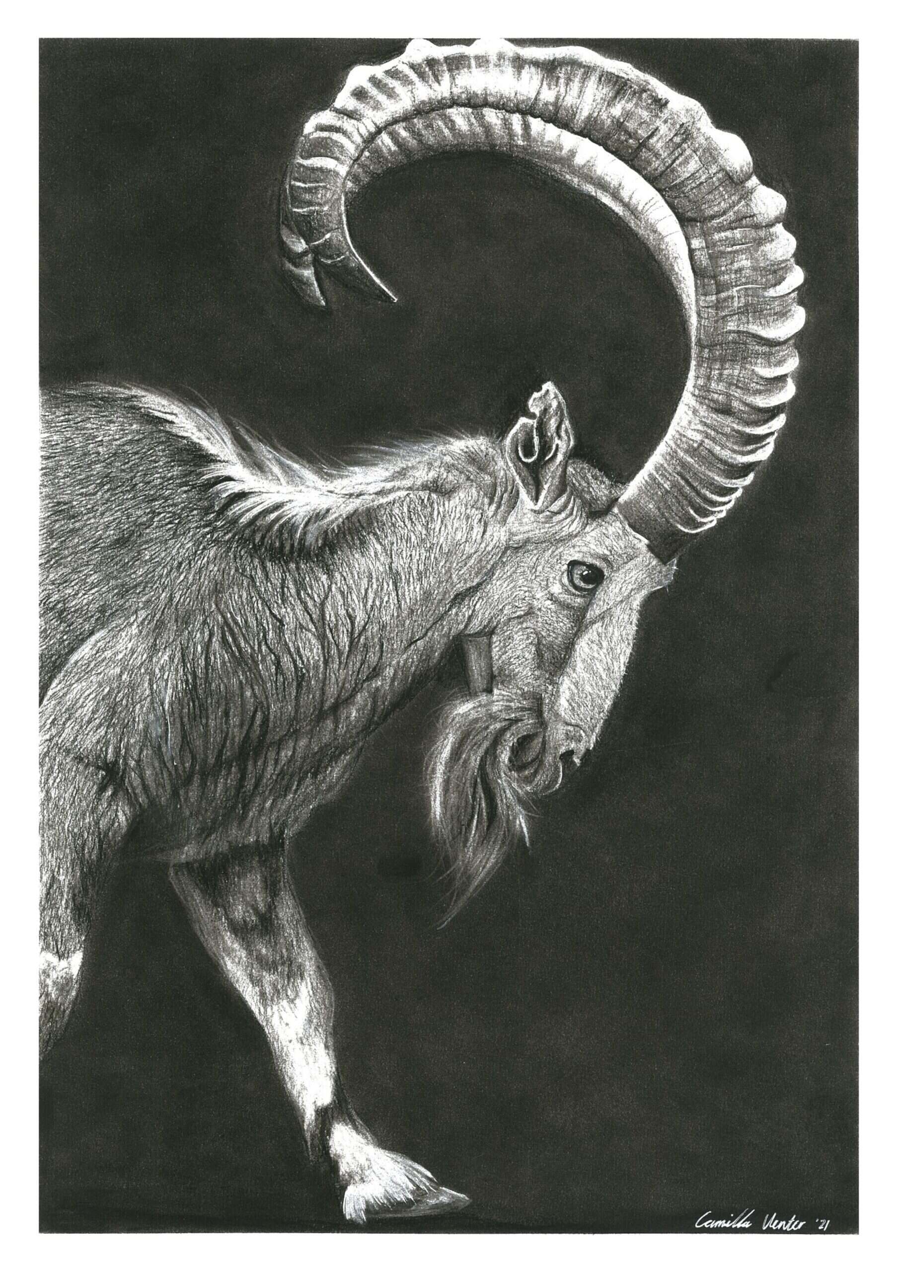 Mountain Goat - Image 3