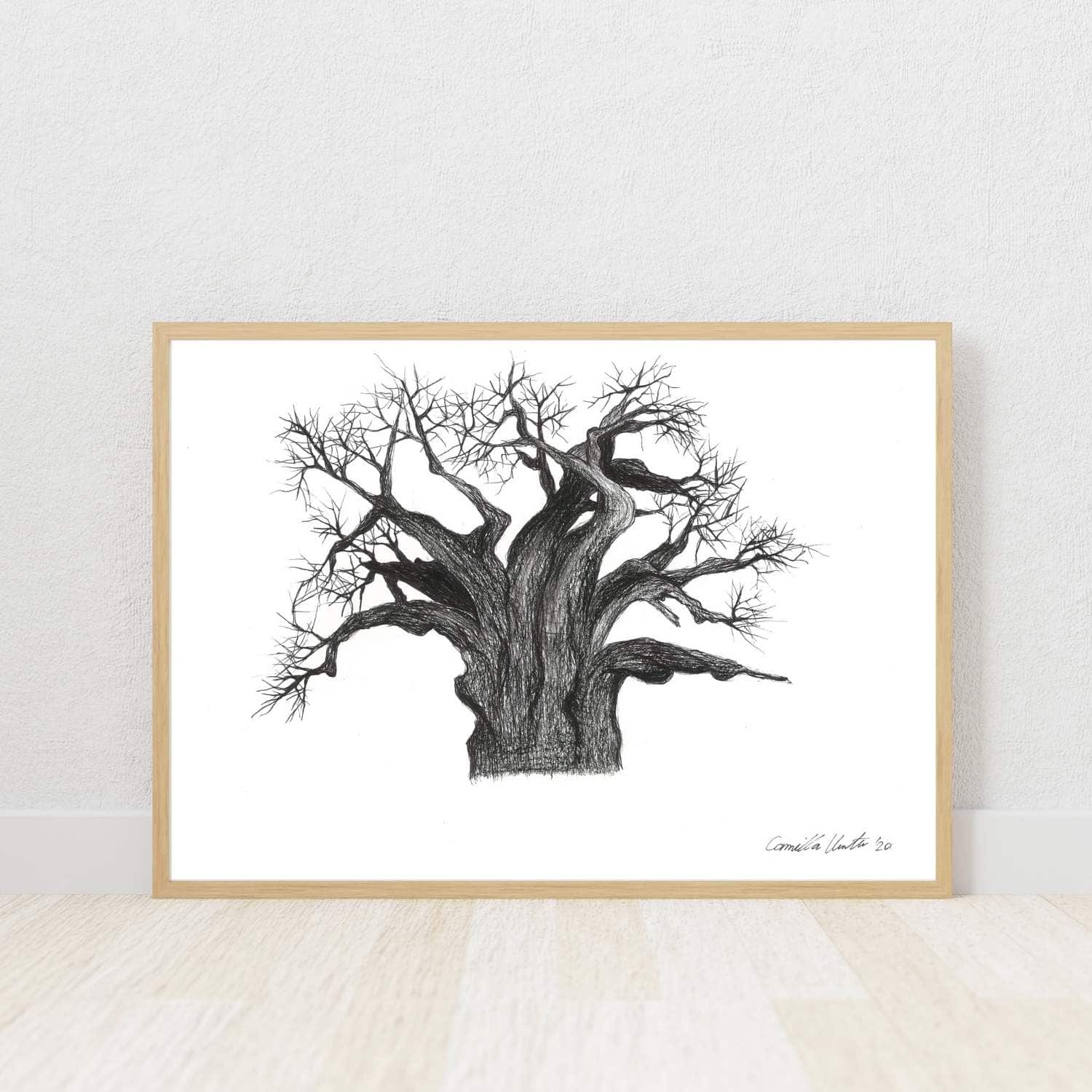 Baobab