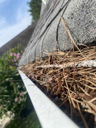 Close-up of clogged gutter filled with pine needles, dirt, and debris in Cincinnati, KY.