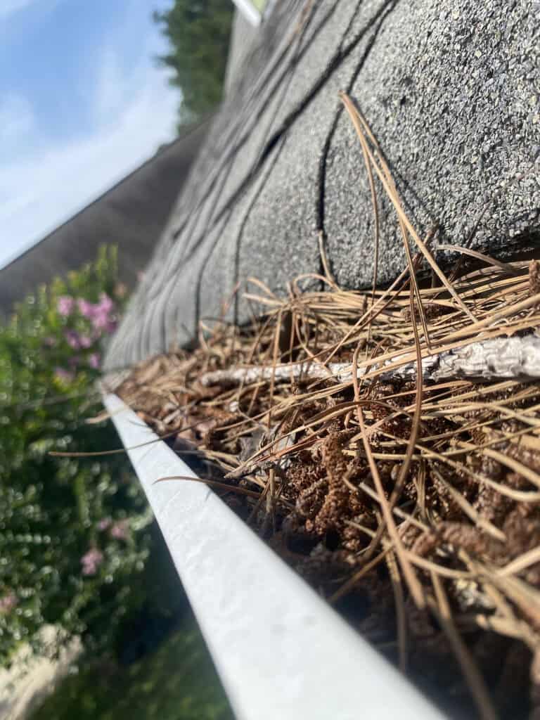 Close-up of clogged gutter filled with pine needles, dirt, and debris in Cincinnati, KY.