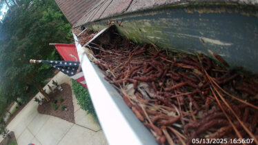 Gutter filled with leaves, twigs, and pests, highlighting the importance of clog-free gutter systems.