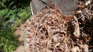 Close-up of gutter debris preventing clogs in Cincinnati, Kentucky.