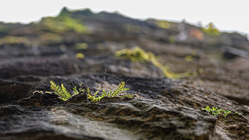 Stone wall with some green vegetation areas