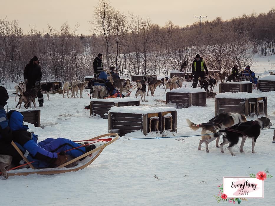 Husky Sledge Adventure