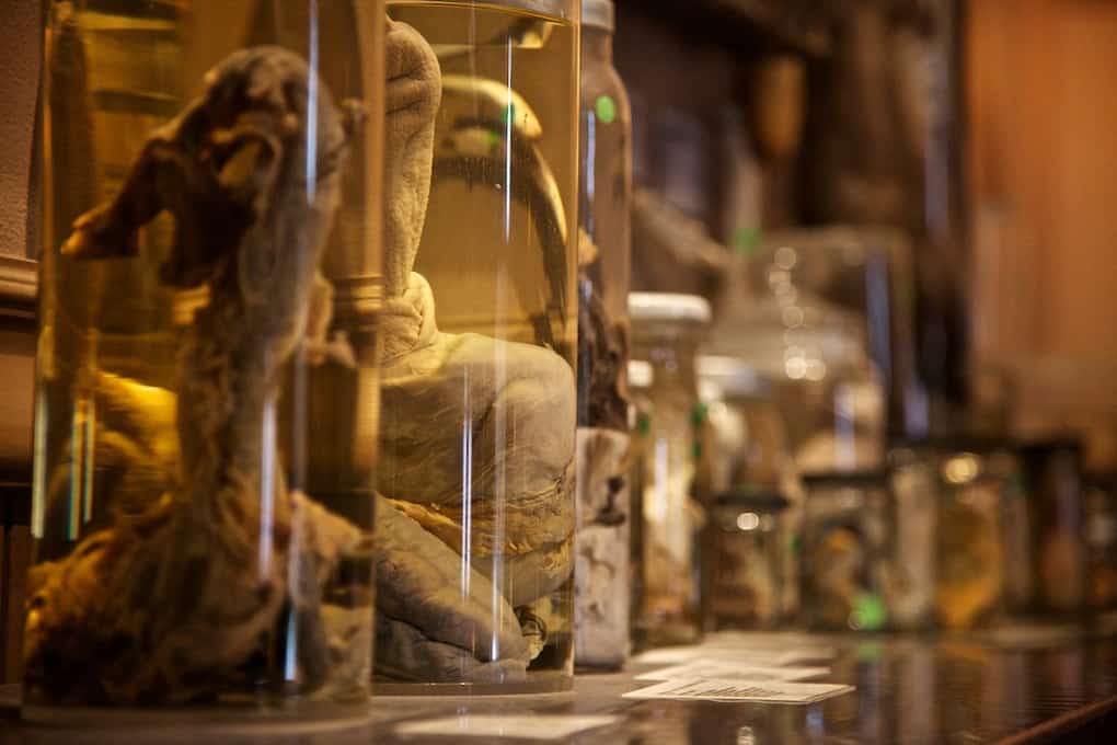 Phallological Musuem in Iceland