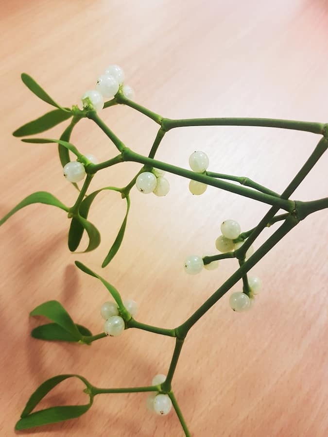 Kissing under a mistletoe christmas traditions