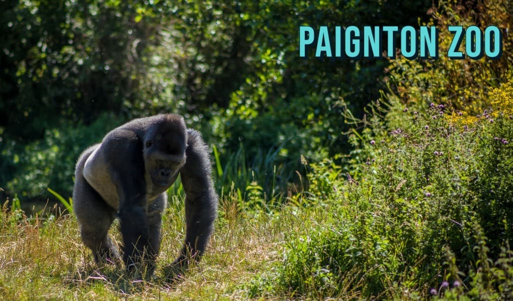 Paignton Zoo in Devon