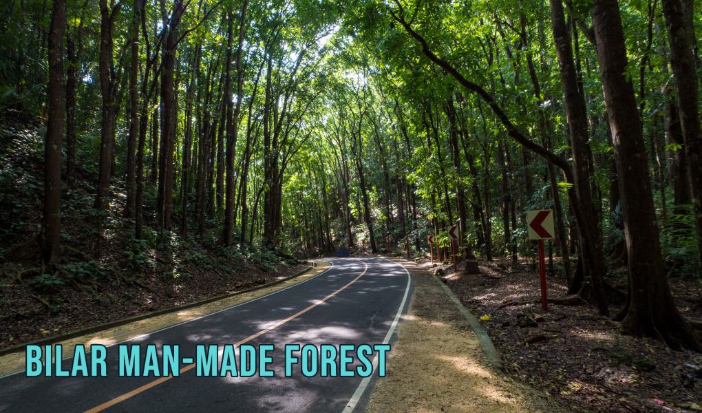 Bilar Man-Made Forest in Bohol Philippines
