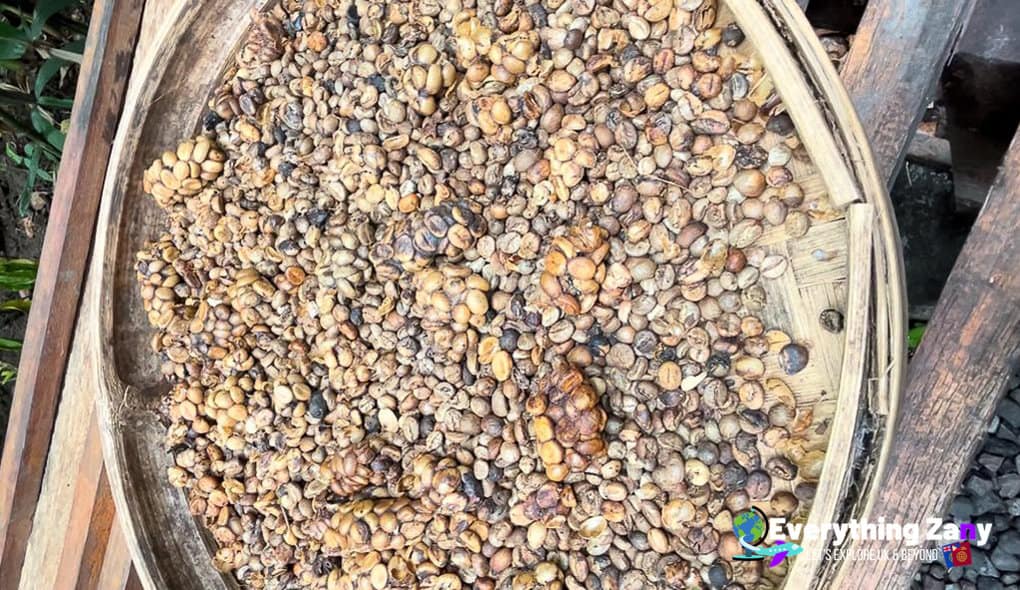 Civet Cat Droppings Coffee Beans