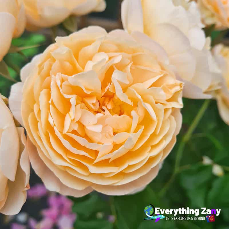Roald Dahl English Rose of David Austin Roses
