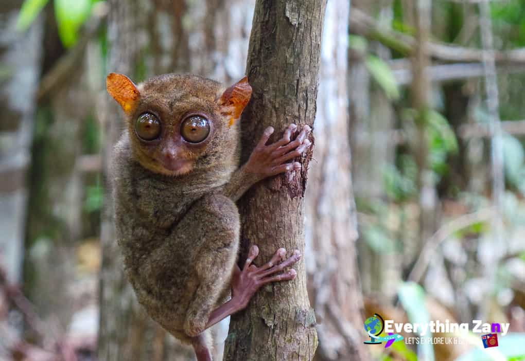 Tarsier Sanctuary in Bohol Philippines