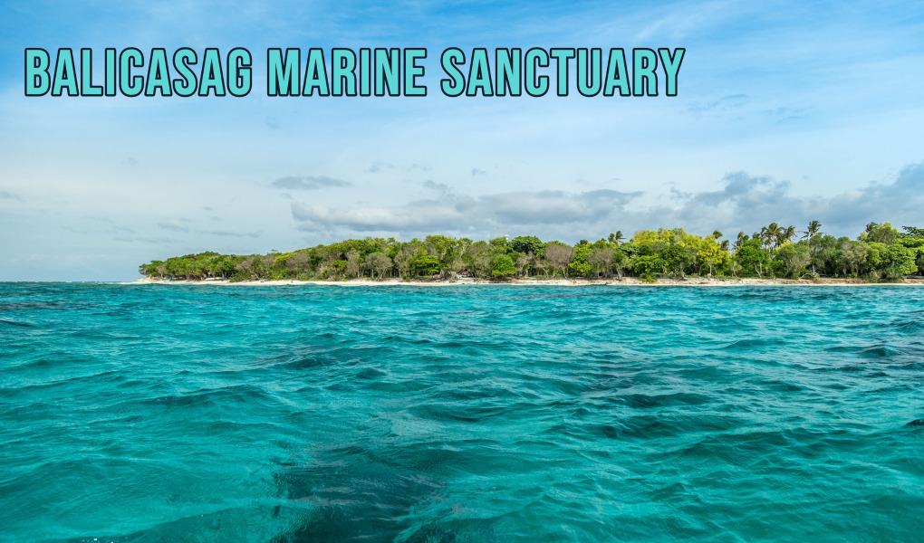 Balicasag Marine Sanctuary in Bohol Philippines