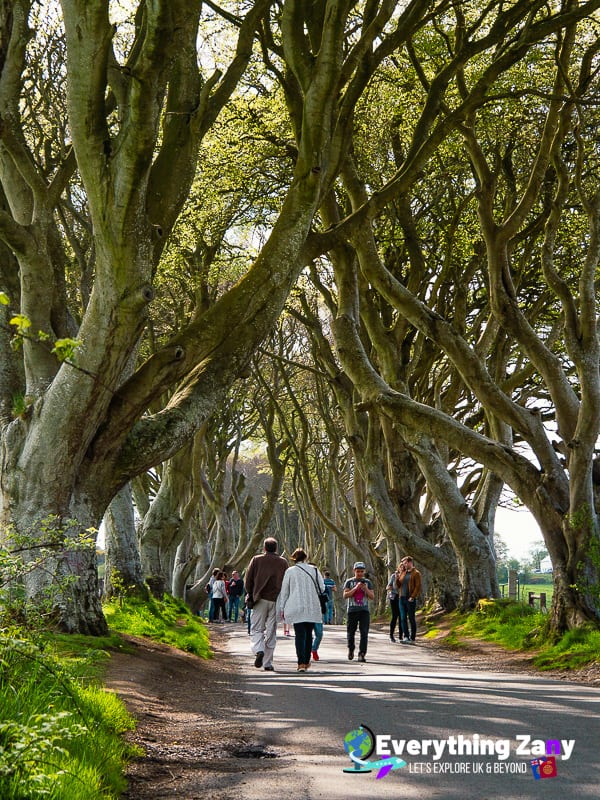 The Dark Hedges Game of Thrones in Northern Ireland