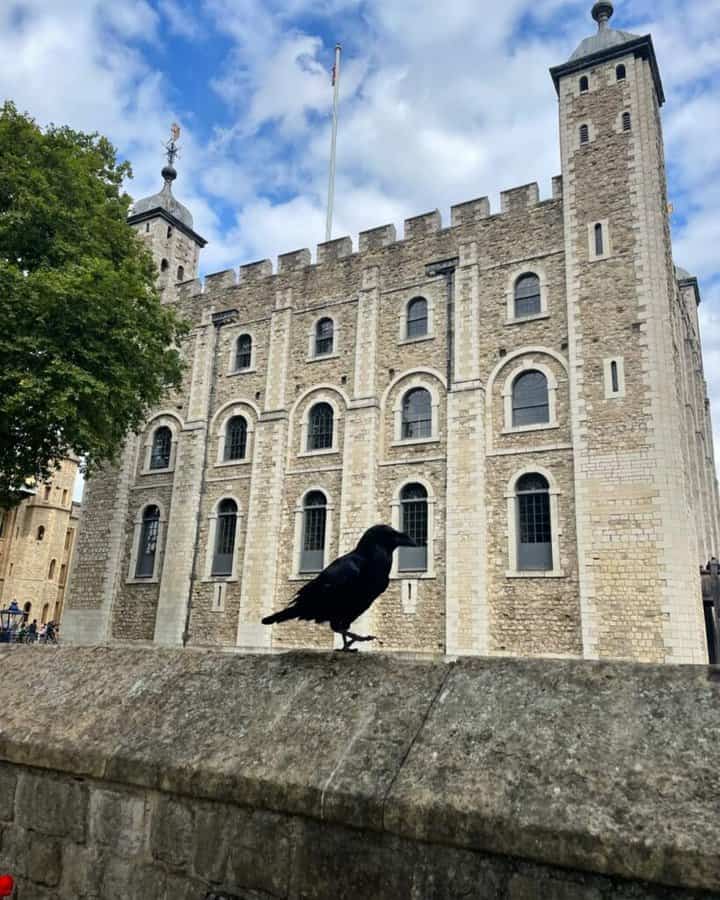 Ravens of the Tower of London