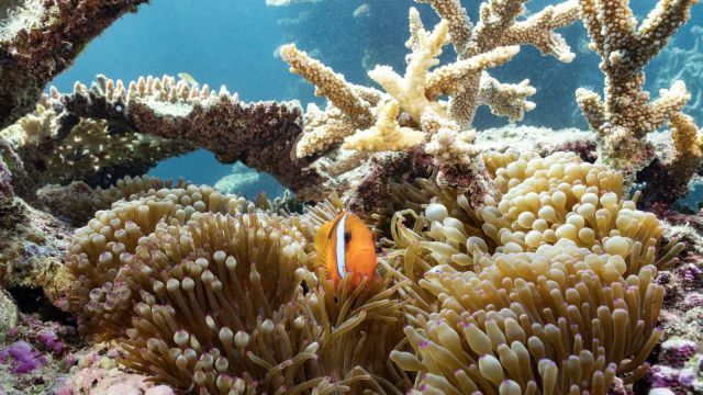 Clownfish on Magnetic Island Reef