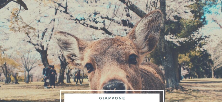 visitare nara in giappone