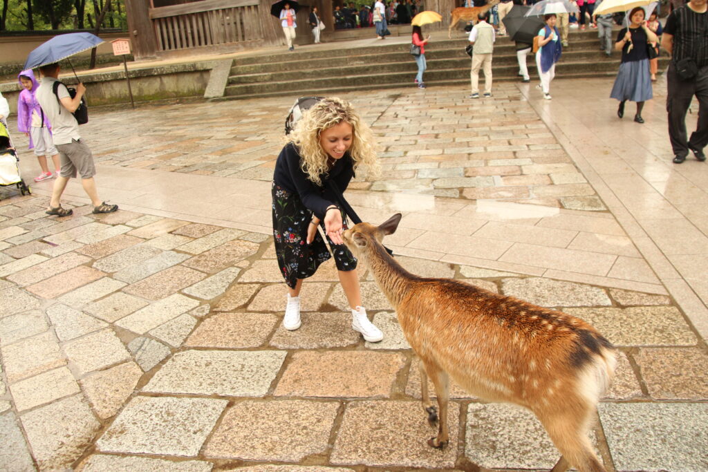 città da visitare in giappone Shika cervi giapponesi